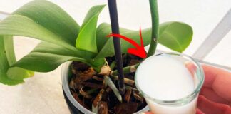 orchidea-concime