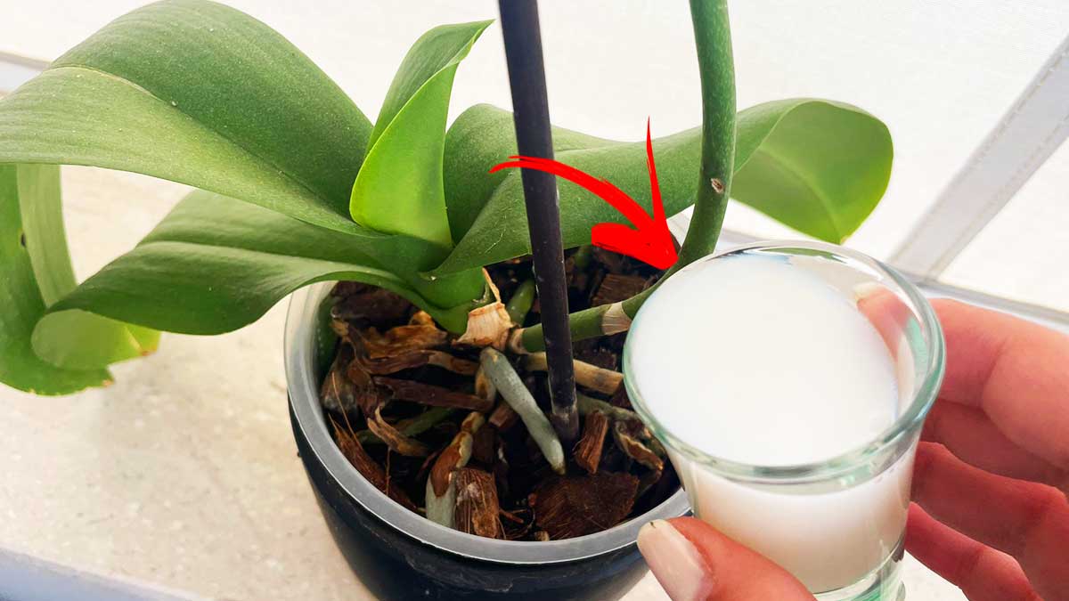 Come avere l’Orchidea bella anche a Settembre con questo Concime fai da te