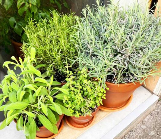 quali-erbe-aromatiche-tenere-tutto-anno