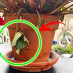 Come capire il Problema del tuo Ciclamino guardando solo le Foglie