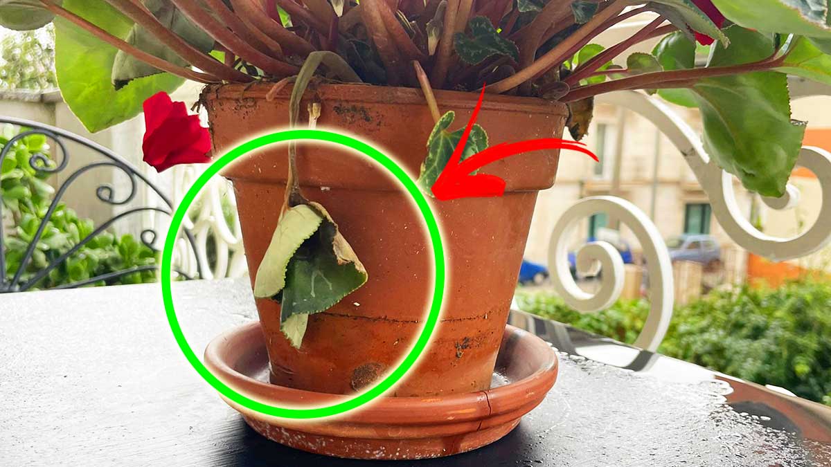 Come capire il Problema del tuo Ciclamino guardando solo le Foglie