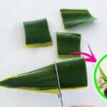 Come avere tante piante di Sansevieria con una foglia