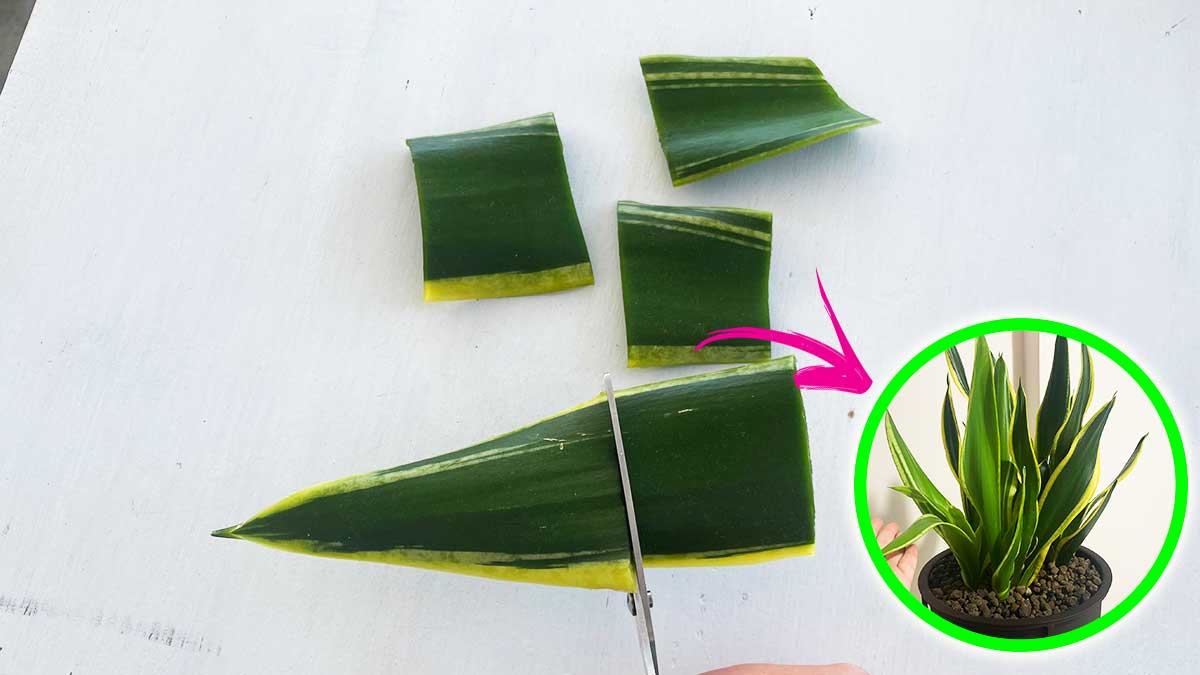 Come avere tante piante di Sansevieria con una foglia