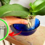 Cosa rischia l’Orchidea quando hai i termosifoni accesi