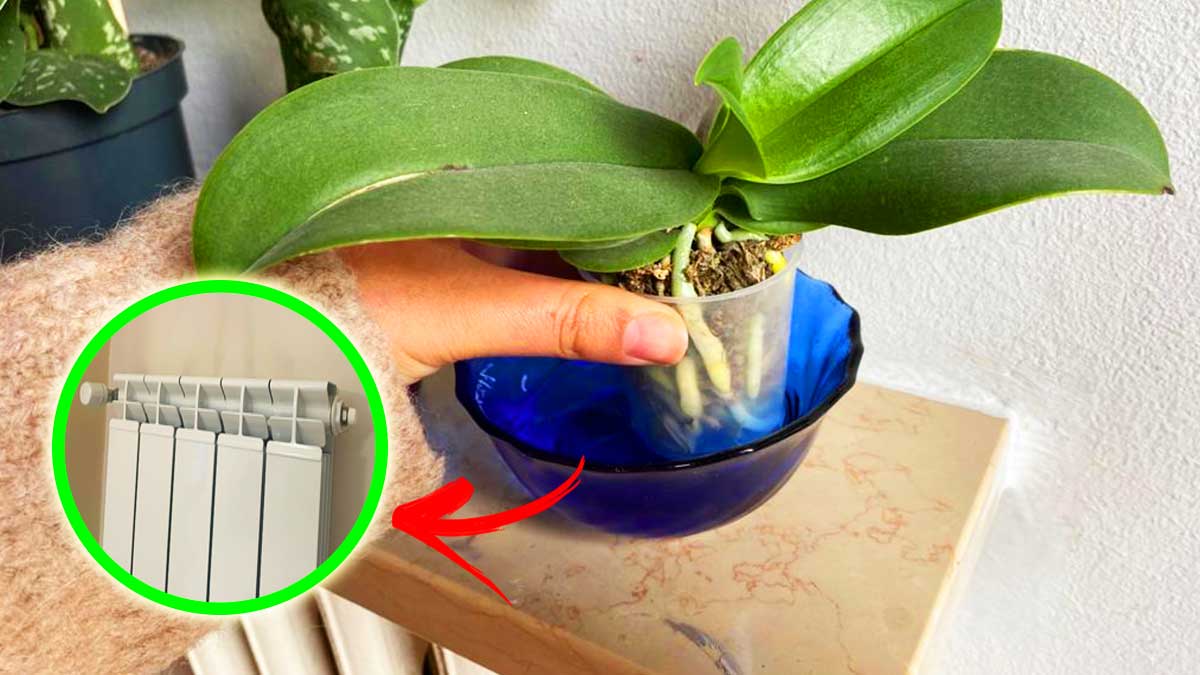 Cosa rischia l’Orchidea quando hai i termosifoni accesi
