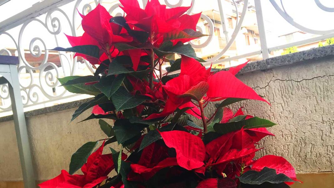 cura-stella-di-natale