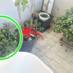 Come mi prendo cura delle Piante che ho in balcone con le giornate fredde