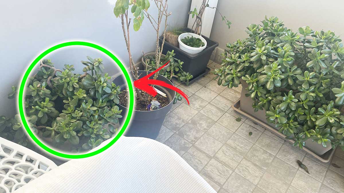 Come mi prendo cura delle Piante che ho in balcone con le giornate fredde