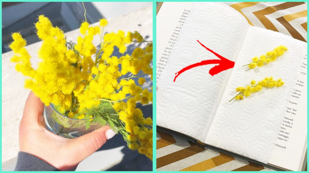come-far-durare-mimose-come-conservarle come-far-durare-mimose-come-conservarle