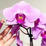 Cosa fare con l’Orchidea con l’arrivo della Primavera