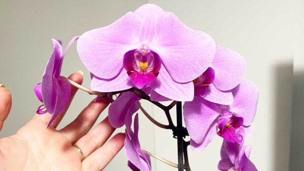 orchidea-cura-primavera