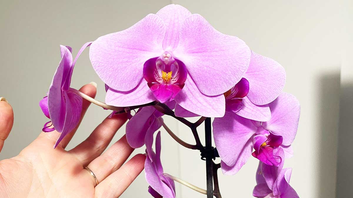 Cosa fare con l’Orchidea con l’arrivo della Primavera