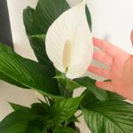 Piante e Fiori da mettere in Casa per la Pasqua