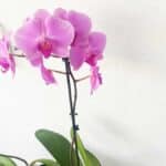 3+1 Consigli per avere un’Orchidea bellissima anche se sei un principiante
