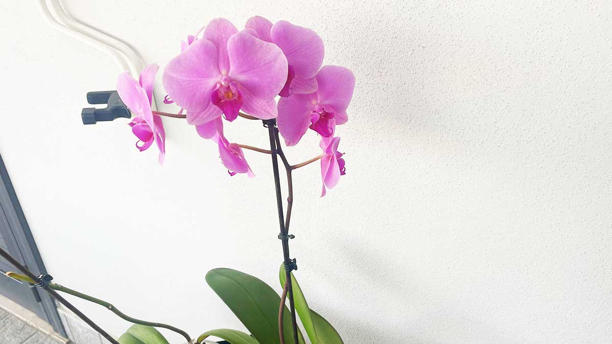 3+1 Consigli per avere un’Orchidea bellissima anche se sei un principiante