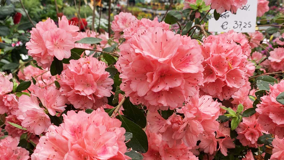 Come far durare tanto l’Azalea che hai preso per la Festa della Mamma