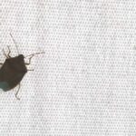 Come allontanare le cimici verdi dal balcone di casa?
