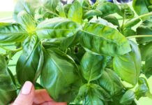 come-far-durare-di-piu-basilico-supermercato