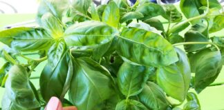 come-far-durare-di-piu-basilico-supermercato