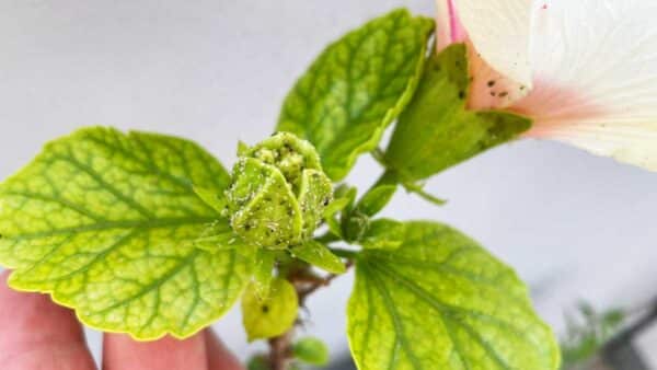insetti-piante-aprile-balcone