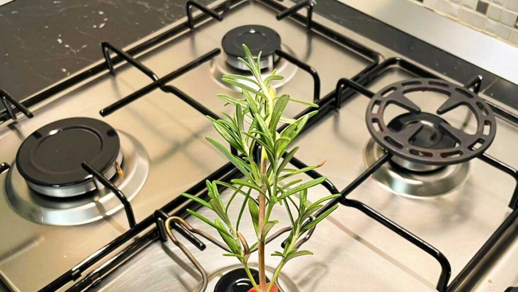 piante-zanzare-cucina piante-zanzare-cucina