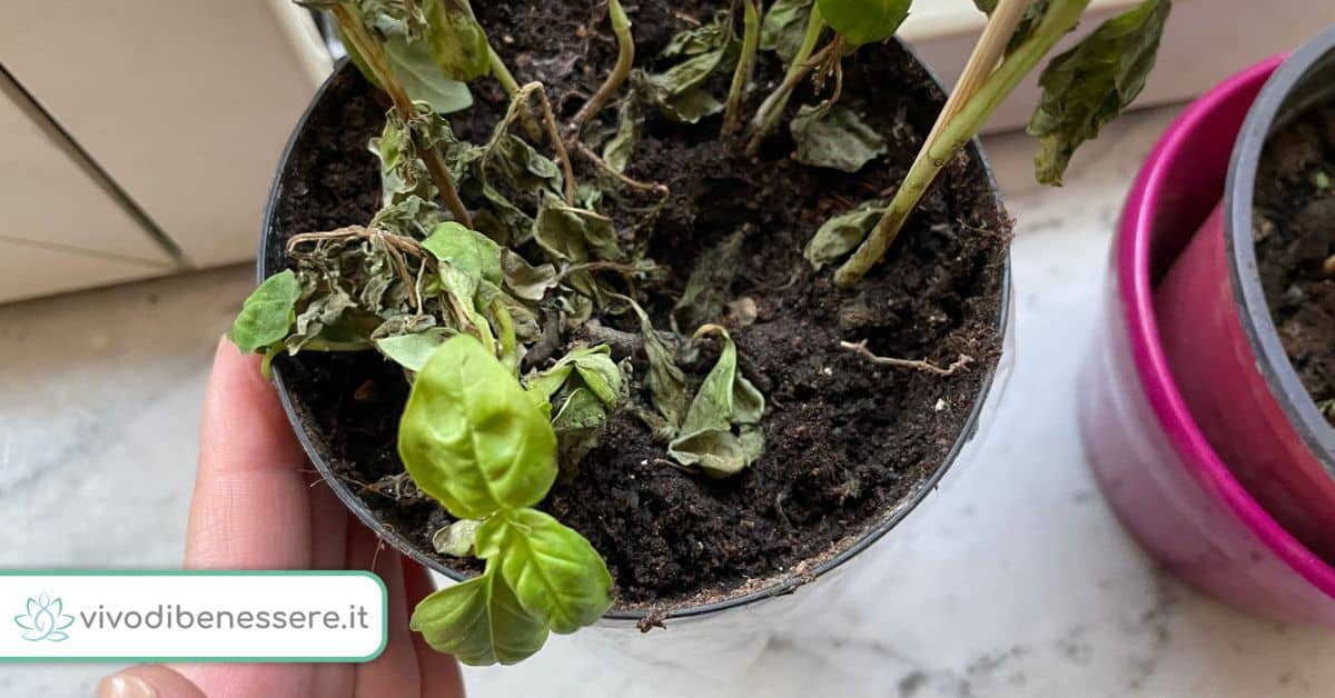 Come recuperare un Basilico in balcone che è appassito