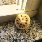 Il rimedio con Limone e chiodi di garofano per non avere quest’insetto fastidioso in casa