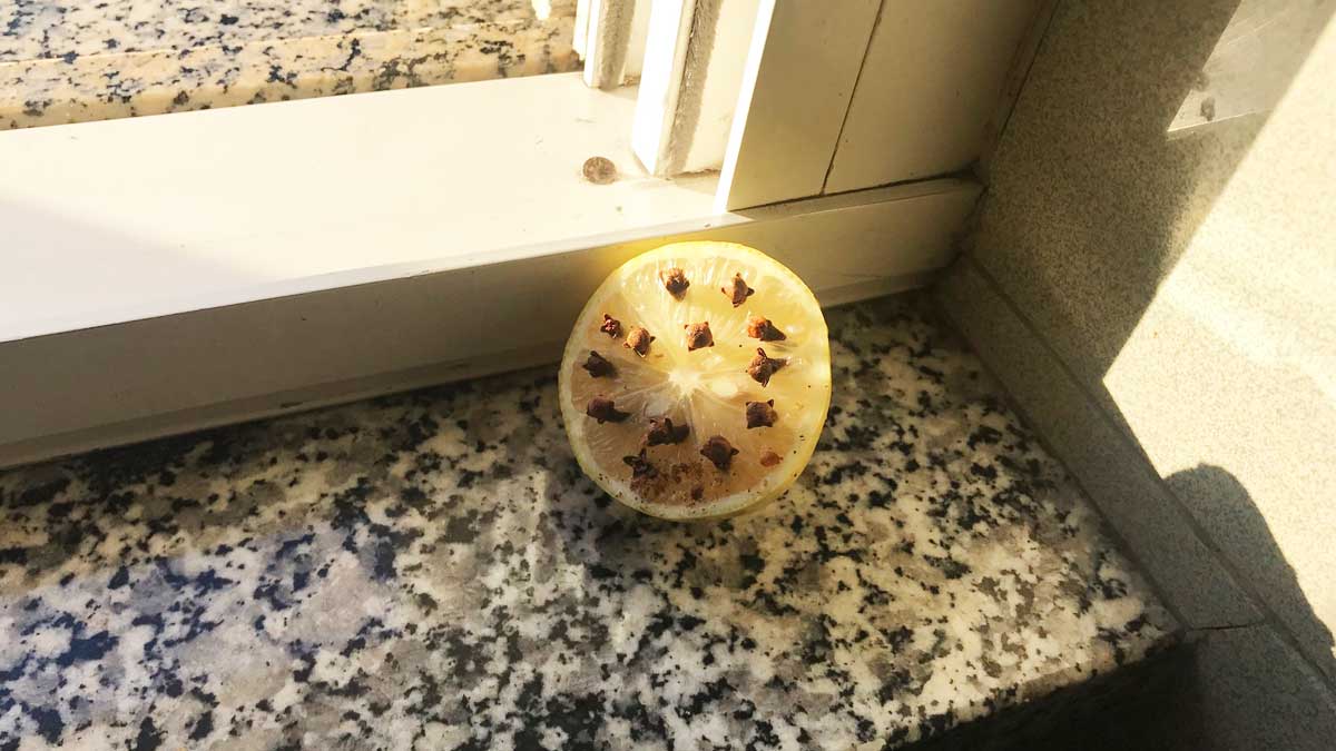 Il rimedio con Limone e chiodi di garofano per non avere quest’insetto fastidioso in casa