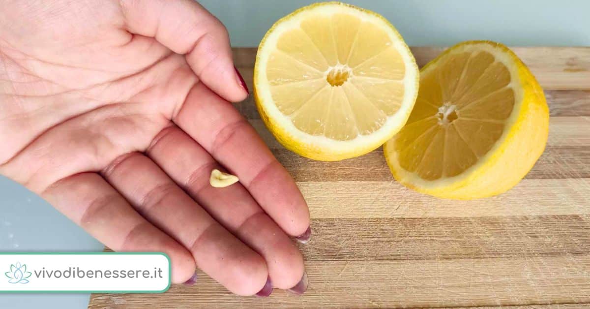 Come ottenere una piantina di limone dai semi del frutto