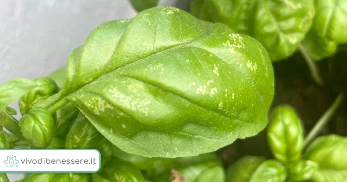 Ho trovato macchie piccole sulle foglie di Basilico e ho risolto in modo semplice