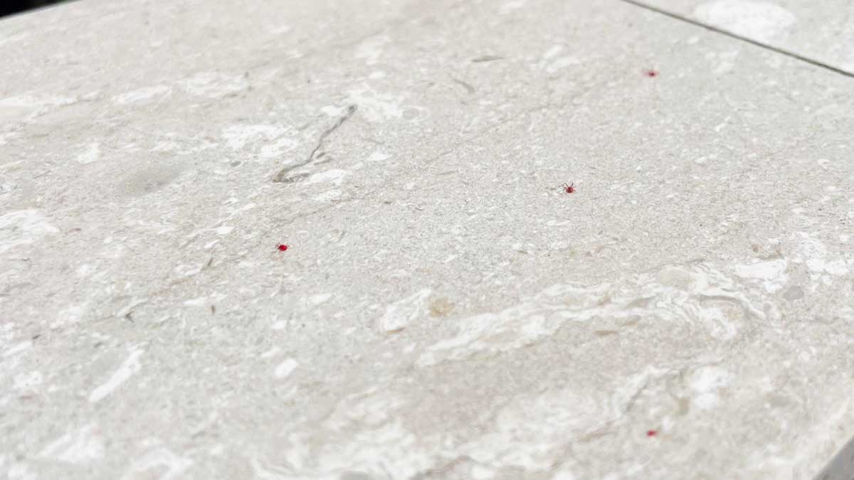 Hai trovato i Ragnetti rossi in balcone? Perché arrivano e come eliminarli