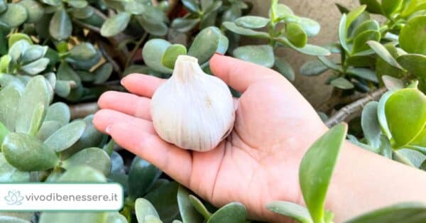Come fare il succo d’aglio anti insetti