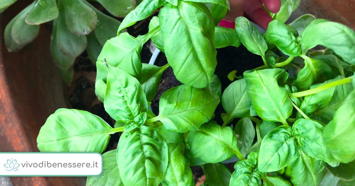 3 Cose che devi fare con il Basilico per farlo durare a lungo