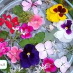 Quali fiori servono per fare l’Acqua di San Giovanni?
