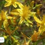 Quando si raccolgono i fiori di iperico per fare l’Olio di San Giovanni? Togliamoci ogni dubbio