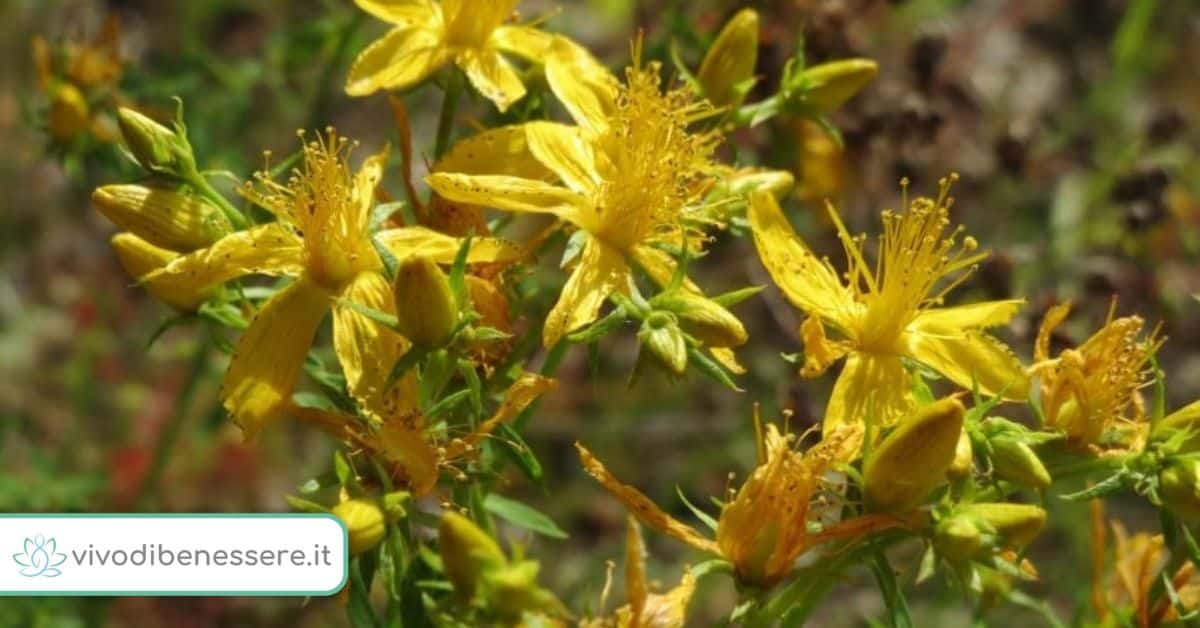 Quando si raccolgono i fiori di iperico per fare l’Olio di San Giovanni? Togliamoci ogni dubbio