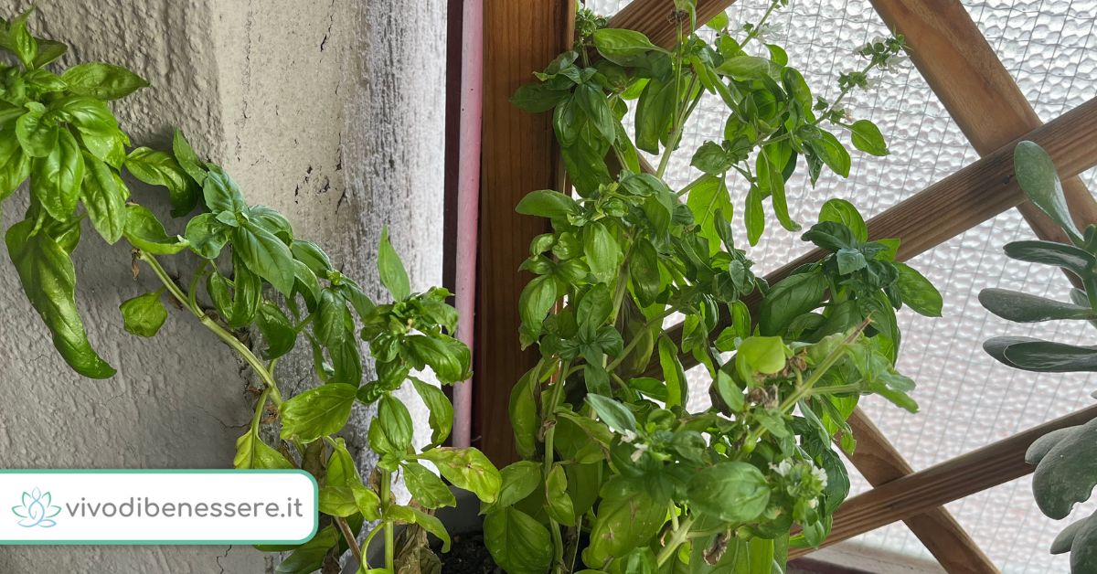 Cosa fare con i fiori del Basilico che stanno crescendo