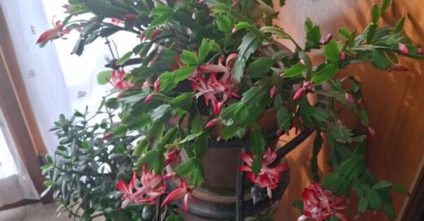 Per mantenere fiorito il Cactus di Natale bisogna capire che è una pianta tropicale