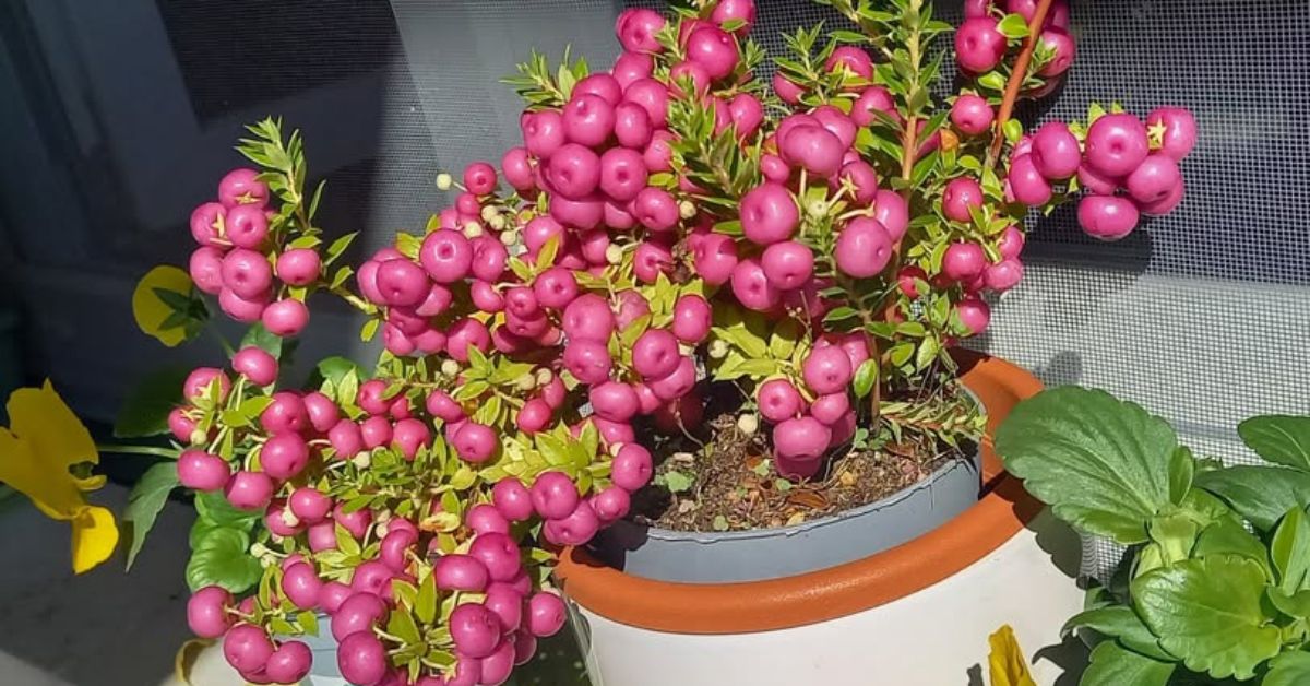 Con queste piante con foglie e bacche rosse la tua casa farà un figurone durante le feste Con queste piante con foglie e bacche rosse la tua casa farà un figurone durante le feste