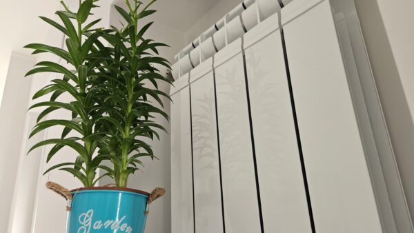 Come mantenere belle le piante in casa quando accendi i termosifoni