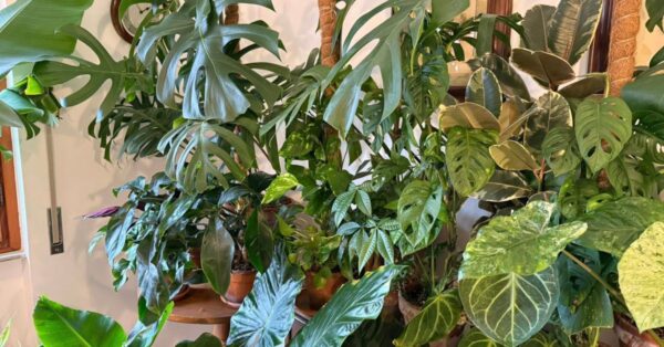 Se hai la casa umida queste piante in salotto ridurranno la condensa