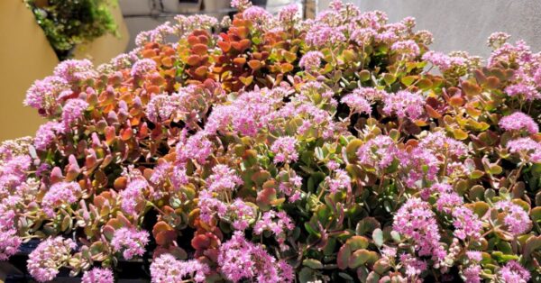 La chiamano Teresina e questo sedum splende con una maestosa fioritura colorata di rosa e viola