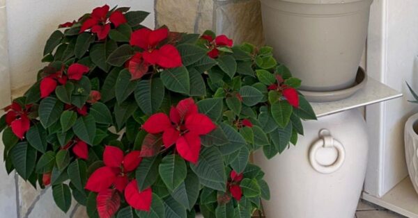 Far tornare rossa la Stella di Natale dell’anno scorso non è difficile come sembra