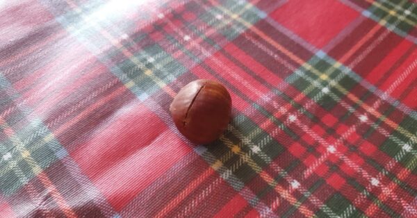 Come scegliere la castagna matta da tenere in tasca in inverno