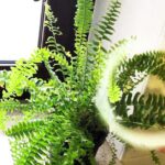 Davvero ci sono delle piante che riducono umidità in casa?