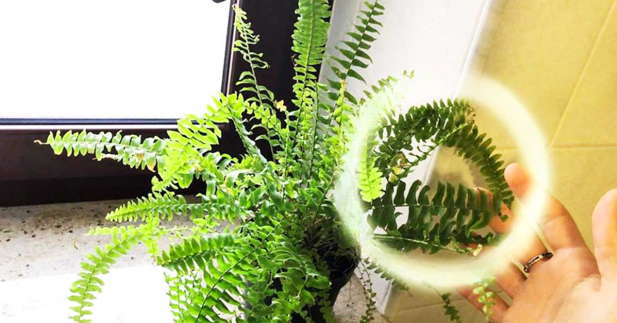 Davvero ci sono delle piante che riducono umidità in casa? Davvero ci sono delle piante che riducono umidità in casa?