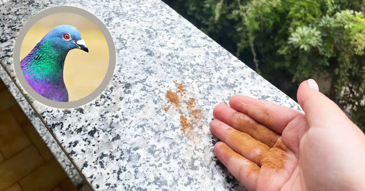 Quando ci sono i piccioni in balcone basta una manciata di polvere per risolvere Quando ci sono i piccioni in balcone basta una manciata di polvere per risolvere