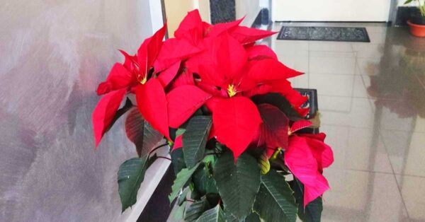 Se hai la stella di Natale in casa questo è il posto peggiore dove metterla