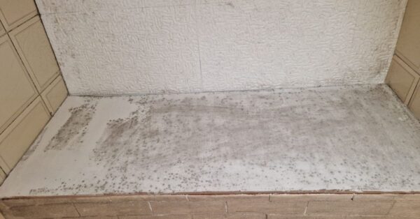 Muffa in casa: gli errori comuni che la peggiorano