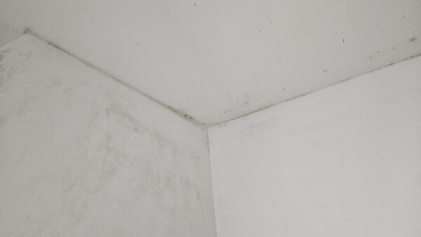 Muffa ricorrente: perché torna sempre nello stesso punto?